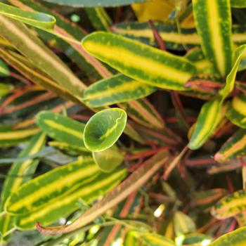 Codiaeum variegatum - 'Pop Art Jasper' Croton