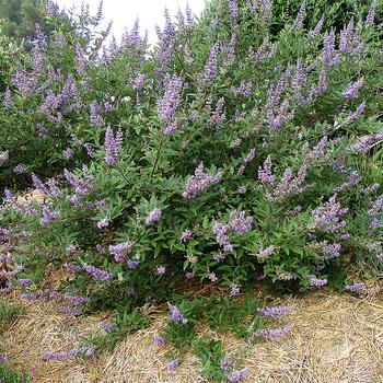 Vitex 'Helen Froehlich' PPAF (Chaste Tree) - Summertime Blues&reg; Chaste Tree