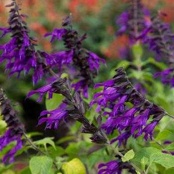 Salvia - 'Amistad' Friendship Sage