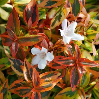 Abelia x grandiflora - 'Kaleidoscope'