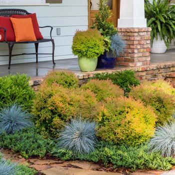 Thuja occidentalis - 'Fire Chief&trade;' Globe Arborvitae