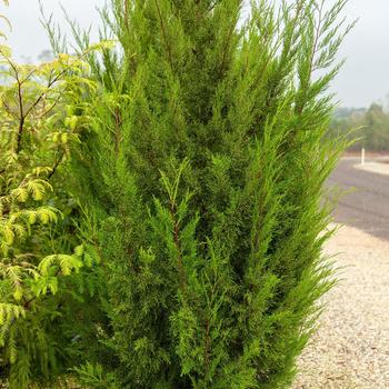Thuja plicata (Western Red Cedar) - Western Red Cedar
