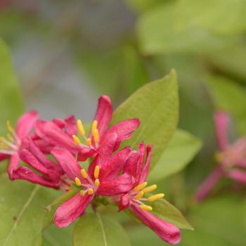 Lonicera tatarica - 'Arnold Red'
