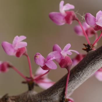 Cercis canadensis (Redbud) - 'Pink Heartbreaker'