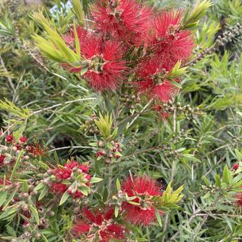 Quercus rubra - Northern Red Oak