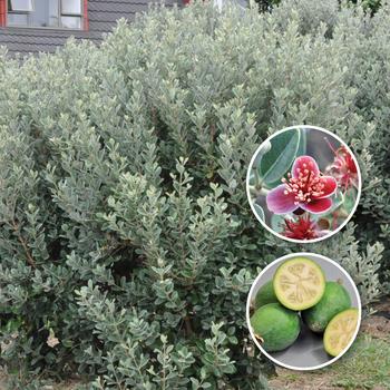Feijoa sellowiana 'Tharfiona' (Pineapple Guava) - Bambina&trade; Pineapple Guava