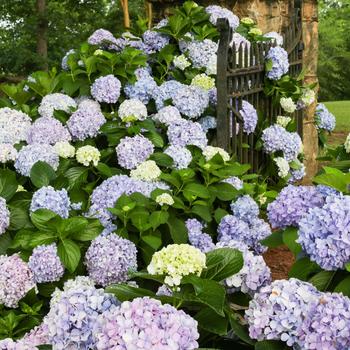 Hydrangea macrophylla - Dear Dolores&reg;