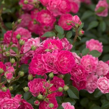 Rosa 'BAIief' - Easy Elegance® Little Mischief Rose