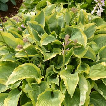 Hosta - 'Atlantis' Plantain Lily