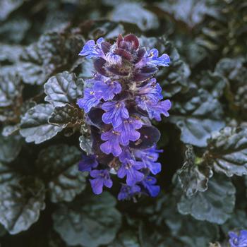 Ajuga reptans PP15815 (Bugleweed) - Walberton's® 'Black Scallop'