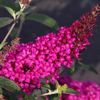 Buddleia davidii 'Tobud1202' (Butterfly Bush) - Buzz&trade; Hot Raspberry