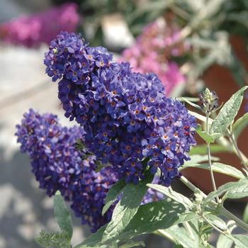 Buddleia davidii 'Midnight' PPAF (Butterfly Bush) - Buzz&reg; Midnight