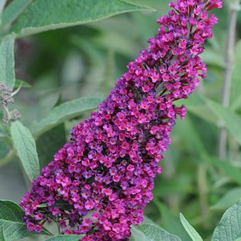 Buddleia davidii (Butterfly Bush) - Buzz&reg; 'Velvet'