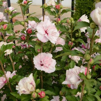 Hibiscus syriacus (Rose of Sharon) - French Cabaret&trade; 'Blush'