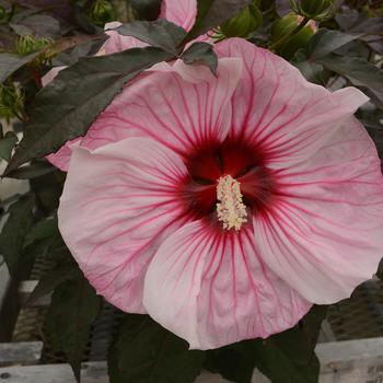Hibiscus (Rose Mallow) - Summerific® 'Cherry Choco Latte'