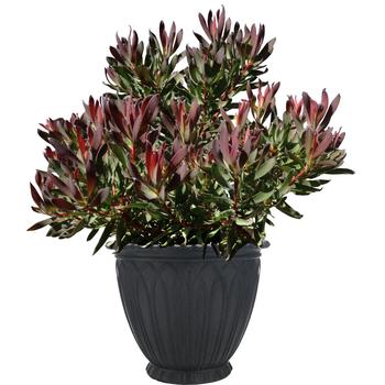 Leucadendron (Conebush) - Royal Hawaiian® 'Hawaii Magic'