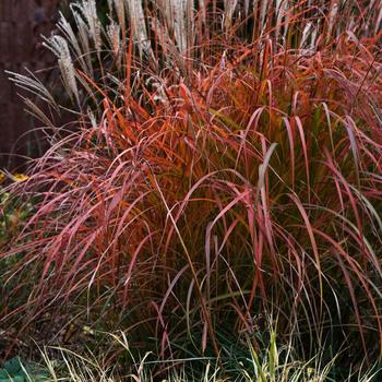 Miscanthus sinensis - Mystal&trade; Fire Dragon Maiden Grass