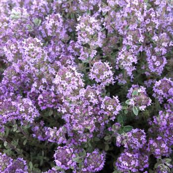 Thymus x citrodorus ''Argenteus'' (Silver Edge Thyme) - Argenteus Silver Edge Thyme