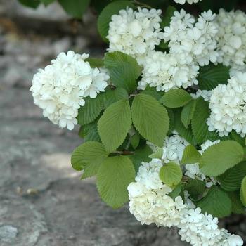 Viburnum plicatum v. tomentosum 'Newport' - Doublefile Viburnum