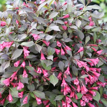 Weigela florida - Midnight Wine Shine®