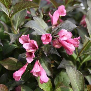 Weigela 'Dark Horse' - Weigela