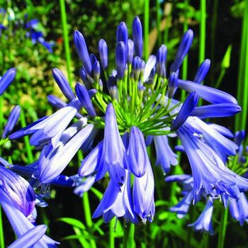 Agapanthus praecox - 'Jonie Blue' 