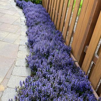 Ajuga reptans - 'Blueberry Muffin'