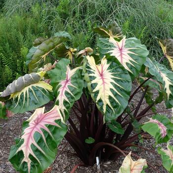 Colocasia esculenta (Elephant's Ear) - Royal Hawaiian&reg; 'Waikiki'