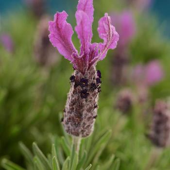 Lavandula Anouk Tree - Bright Luxurious Spanish Lavender