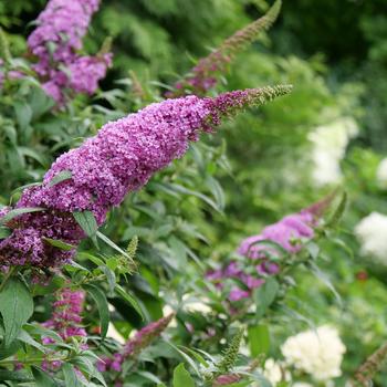 Buddleia 'SMNBDB' PPAF, Can PBRAF (Butterfly Bush) - Butterfly Bush