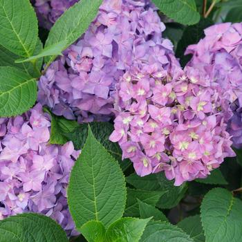 Hydrangea (Reblooming Hydrangea) - Let's Dance® '¡Arriba!®'