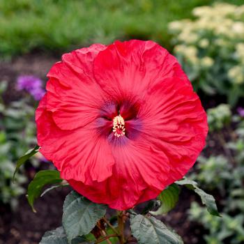 Hibiscus (Rose Mallow) - Summerific® 'Valentine's Crush'