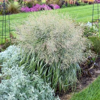 Panicum virgatum (Switch Grass) - Prairie Winds® 'Niagara Falls' 