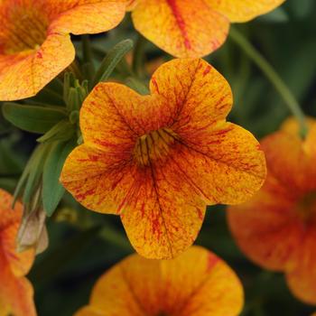 Calibrachoa ''Terracotta'' (Million Bells) - Terracotta Million Bells