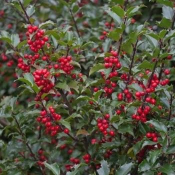 Ilex x meserveae 'Blue Princess' (Holly) - Blue Princess Holly