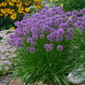 Allium 'Millennium' - Ornamental Onion