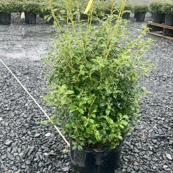 Ilex x meserveae 'Mesdob' (Holly) - China Boy Holly
