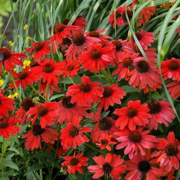 Echinacea (Coneflower) - Sombrero® 'Salsa Red'