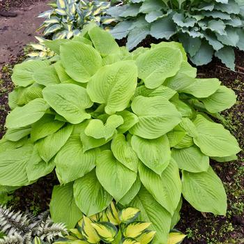 Hosta - 'Age of Gold' Hosta, Plantain Lily