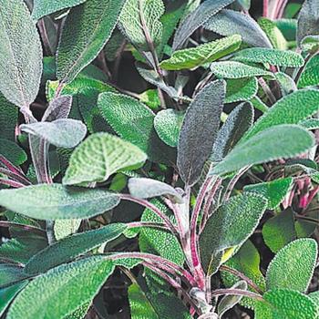 Salvia purpurea - Purple Sage