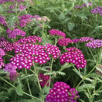 Achillea millefolium (Yarrow) - New Vintage™ Violet