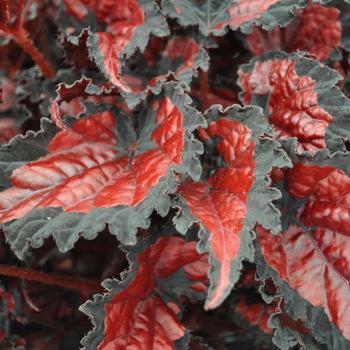 Begonia rex-cultorum - Shadow King® Black Cherry Rex Begonia