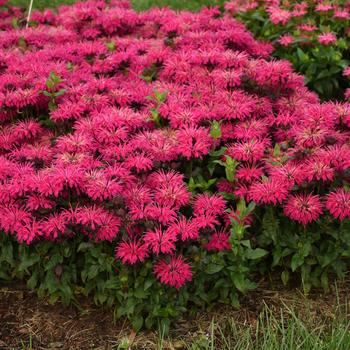 Monarda ''Leading Lady Razzberry'' PPAF (Bee Balm) - Leading Lady Razzberry Bee Balm