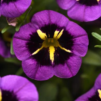 Calibrachoa ''Midnight Kiss'' (Trailing Petunia) - Cabaret® Midnight Kiss