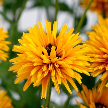 Rudbeckia 'Lion Cub' - Black-Eyed Susan