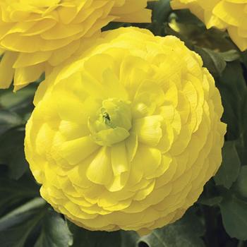 Ranunculus asiaticus 'Yellow' (Creeping Buttercup) - Mache&trade; Yellow