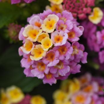 Lantana camara - Lucky™ Pink