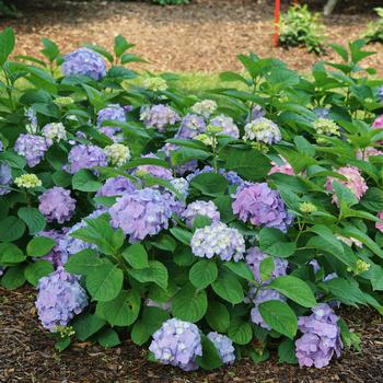 Hydrangea macrophylla (Reblooming Hydrangea) - Let's Dance® 'Sky View®'