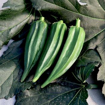 Abelmoschus esculentus - 'Green Fingers' Okra