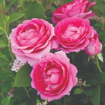 Rosa 'KORcarmsis' PP33406 (Rose) - Raspberry Cupcake&trade; Rose